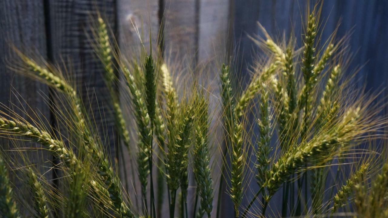 Peldmaja Lejlighed Pāvilosta Eksteriør billede